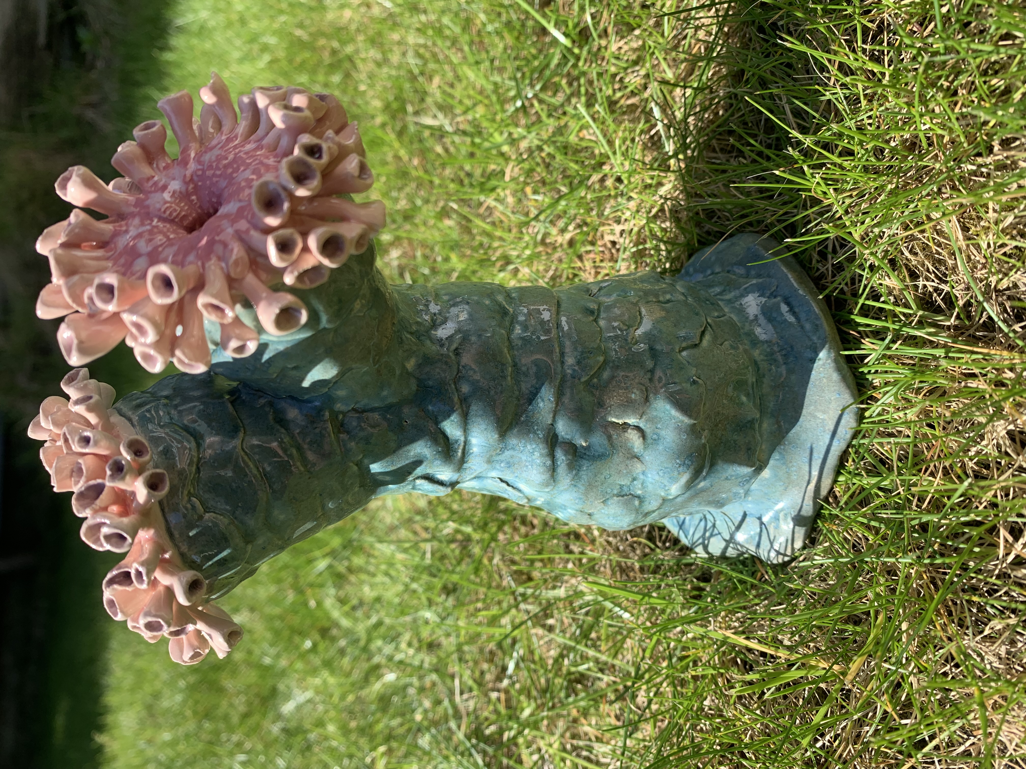 Anemone 1