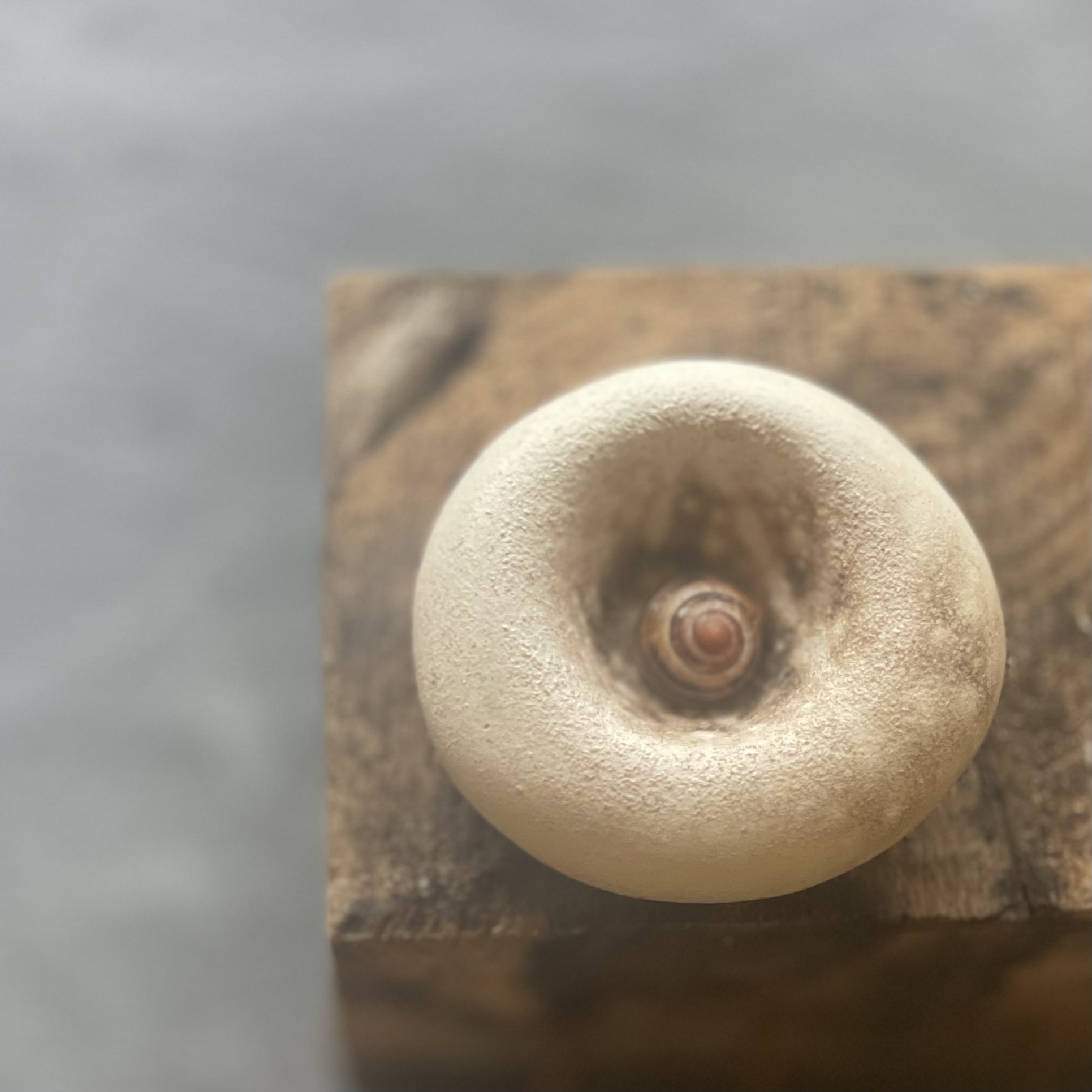 small bowl with snail shell ... obvara fired